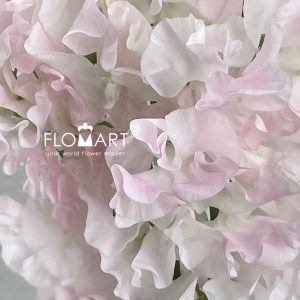 Lathyrus First Lady - Image 2