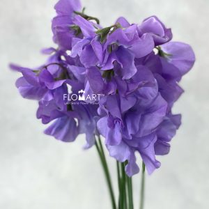 Lathyrus Grace