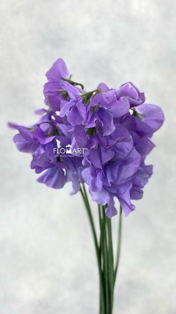 Lathyrus Grace