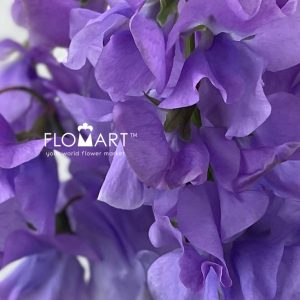 Lathyrus Grace - Image 2