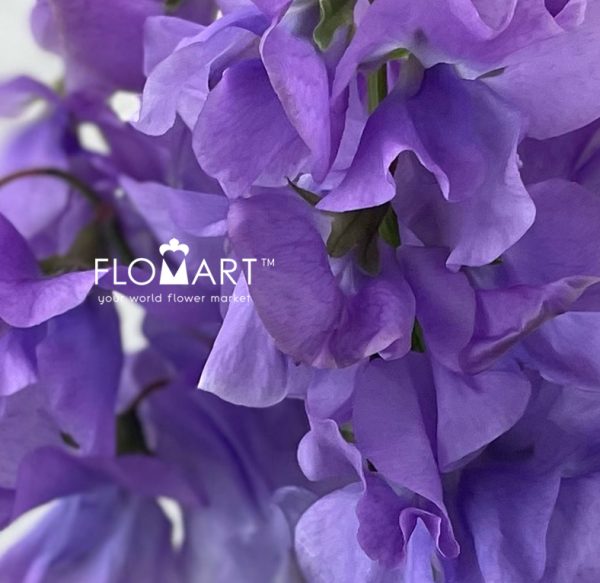 Lathyrus Grace