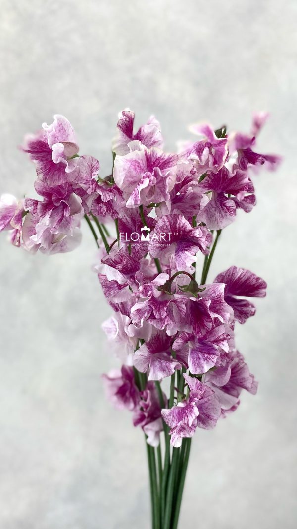 Lathyrus Koi Kasumi Lathyrus Koi Kasumi