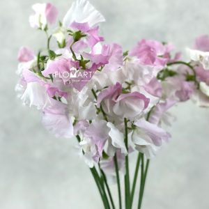 Lathyrus Koishikibu