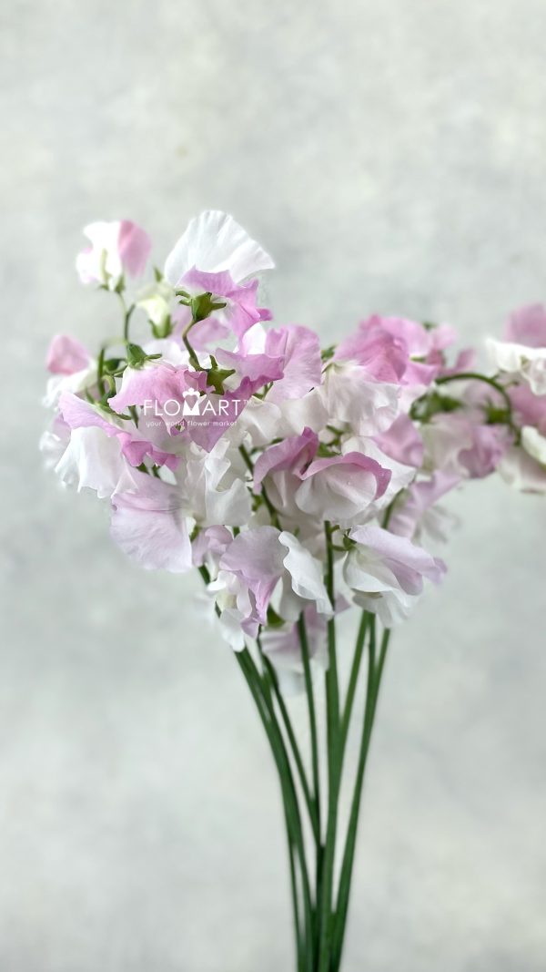 Lathyrus Koishikibu