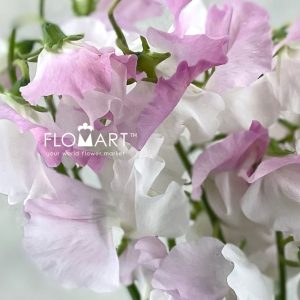 Lathyrus Koishikibu - Image 2