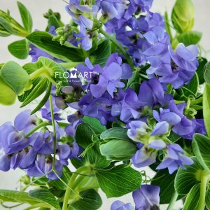 Lathyrus Latifolius Blue Fragrance