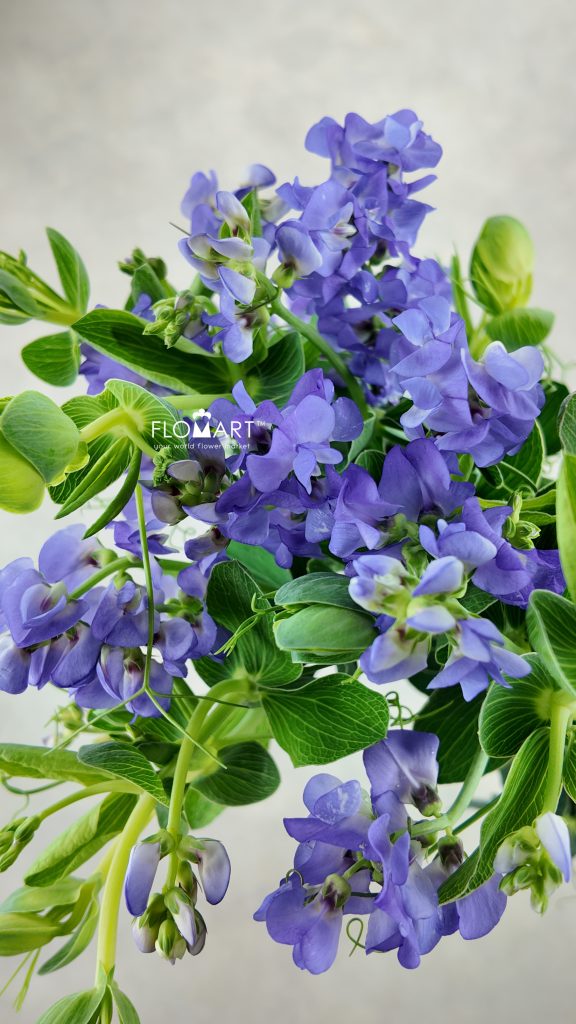 Lathyrus Latifolius Blue Fragrance