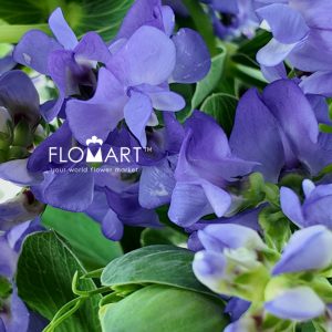 Lathyrus Latifolius Blue Fragrance - Image 2
