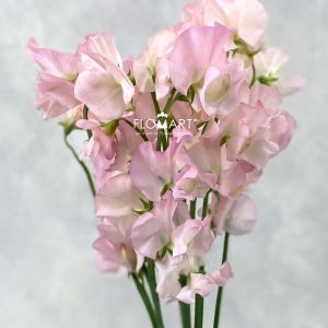 Lathyrus Laurent