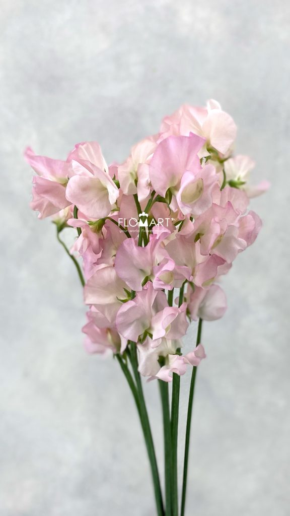 Lathyrus Laurent