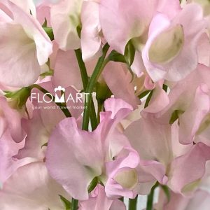 Lathyrus Laurent - Image 2