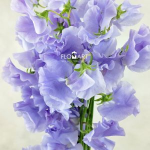 Lathyrus Lavender
