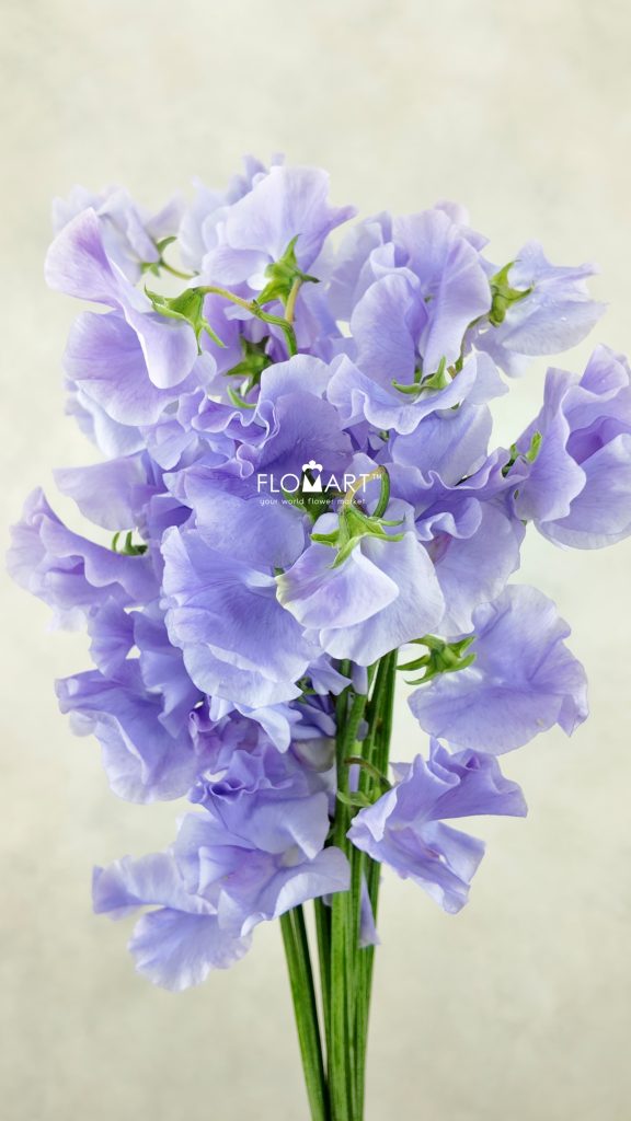 Lathyrus Lavender