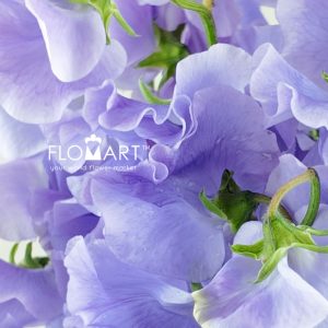 Lathyrus Lavender - Image 2