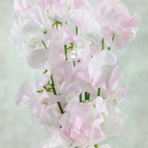 Lathyrus Light Pink