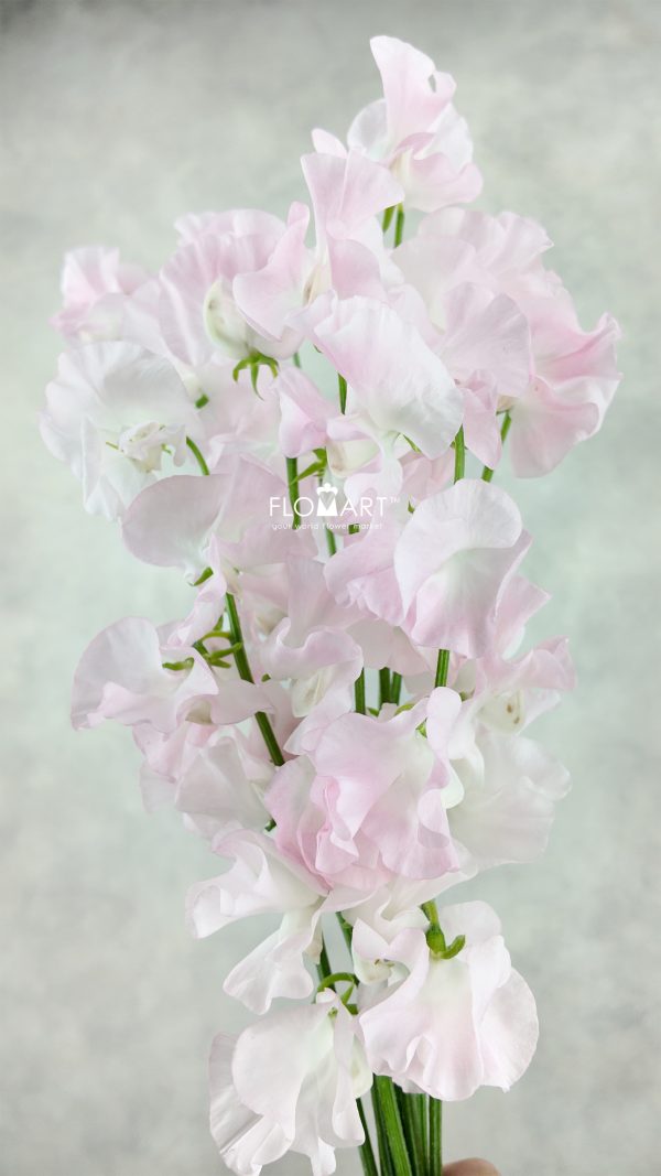 Lathyrus Light Pink