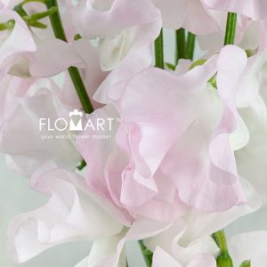 Lathyrus Light Pink - Image 2