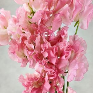 Lathyrus Mimi