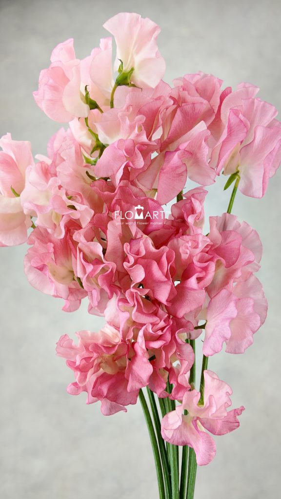 Lathyrus Mimi