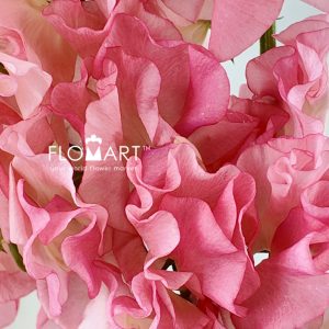 Lathyrus Mimi - Image 2
