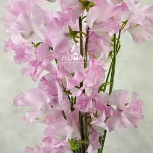 Lathyrus Pink