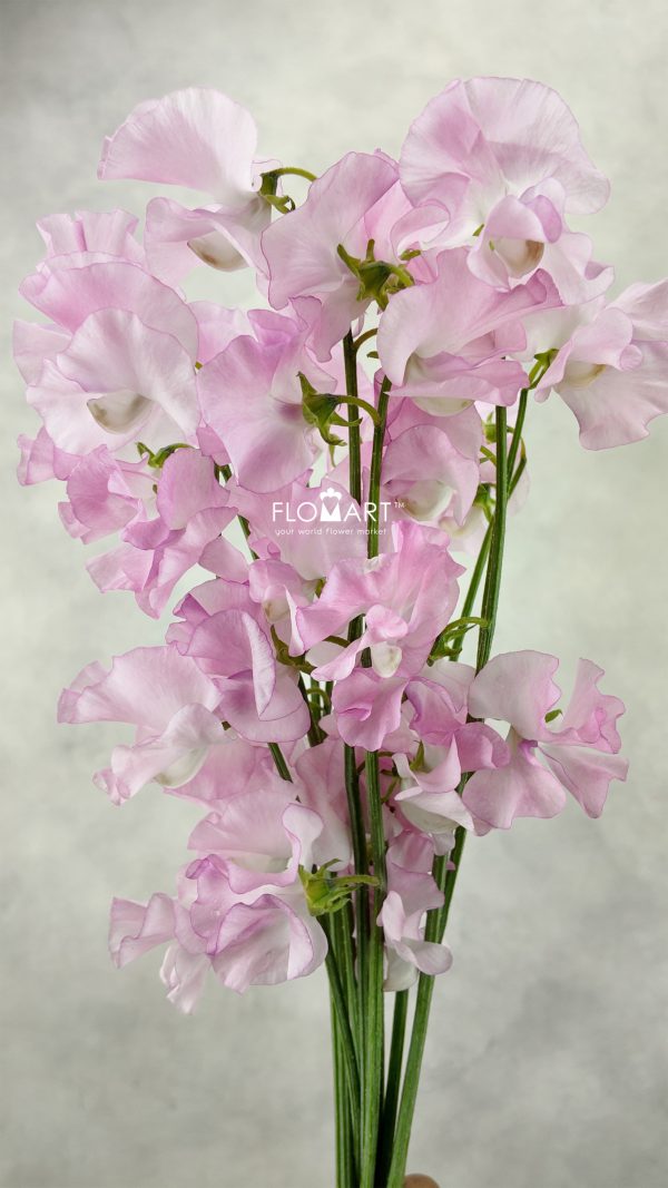 Lathyrus Pink