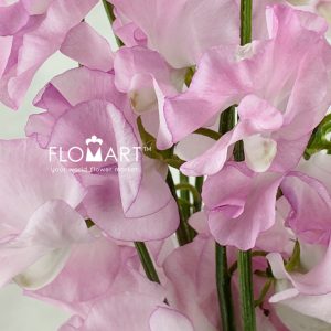 Lathyrus Pink - Image 2