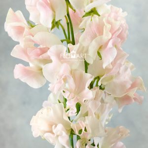Lathyrus Salmon