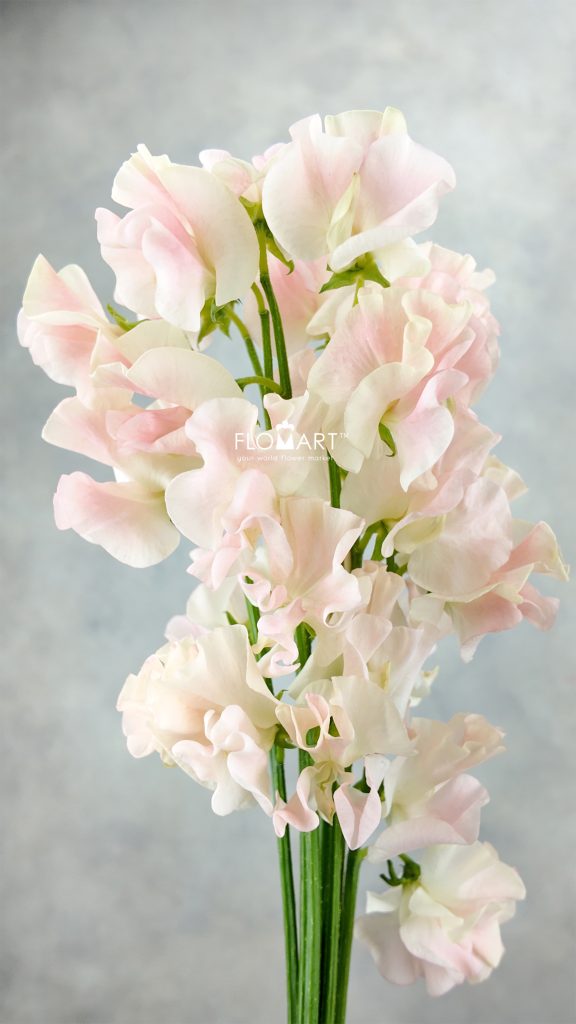 Lathyrus Salmon
