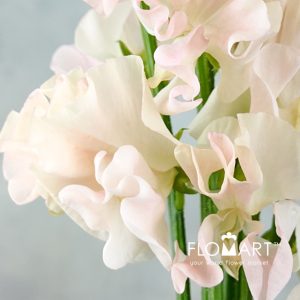 Lathyrus Salmon - Image 2