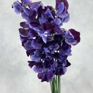 Lathyrus Shikibu