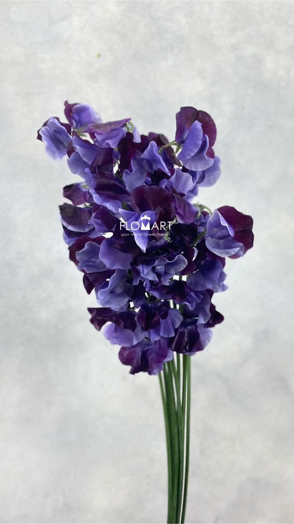 Lathyrus Shikibu