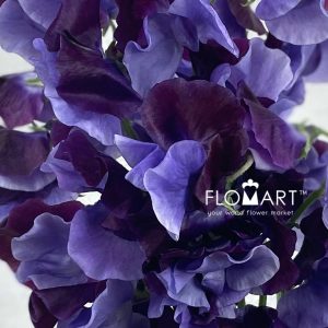 Lathyrus Shikibu - Image 2