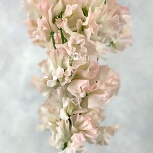 Lathyrus Silky Peach