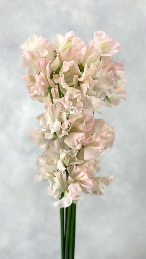 Lathyrus Silky Peach