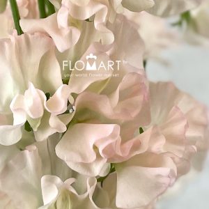 Lathyrus Silky Peach - Image 2