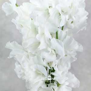 Lathyrus White