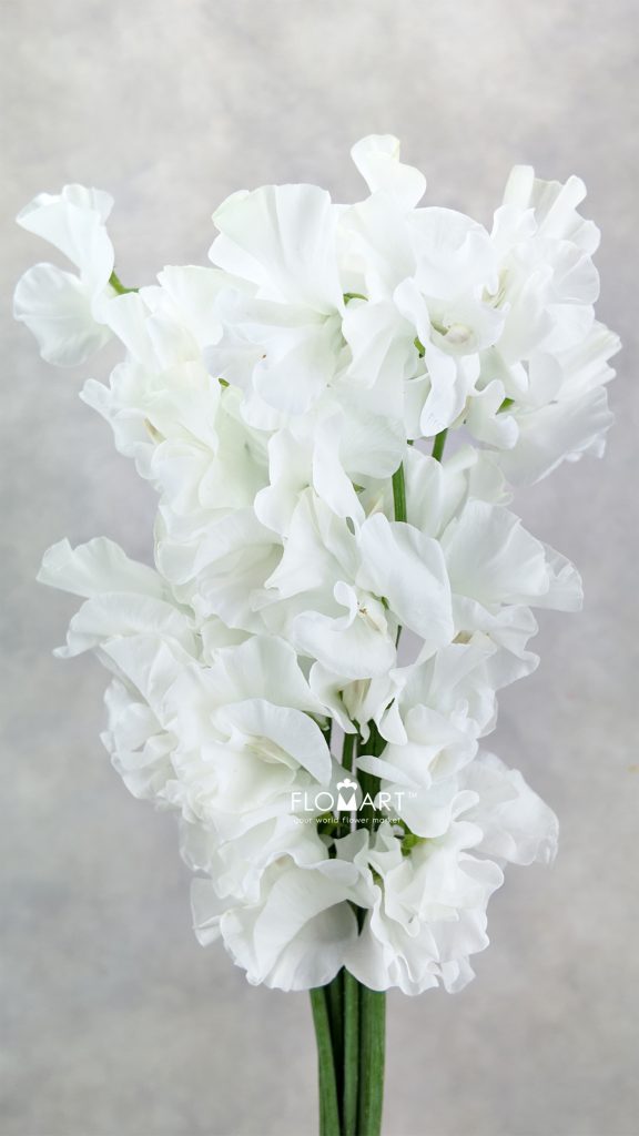 Lathyrus White
