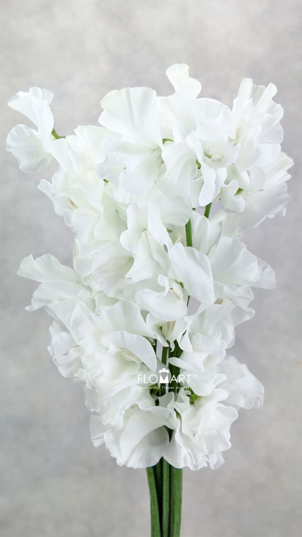 Lathyrus White Lathyrus White