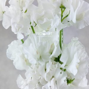 Lathyrus White Lady