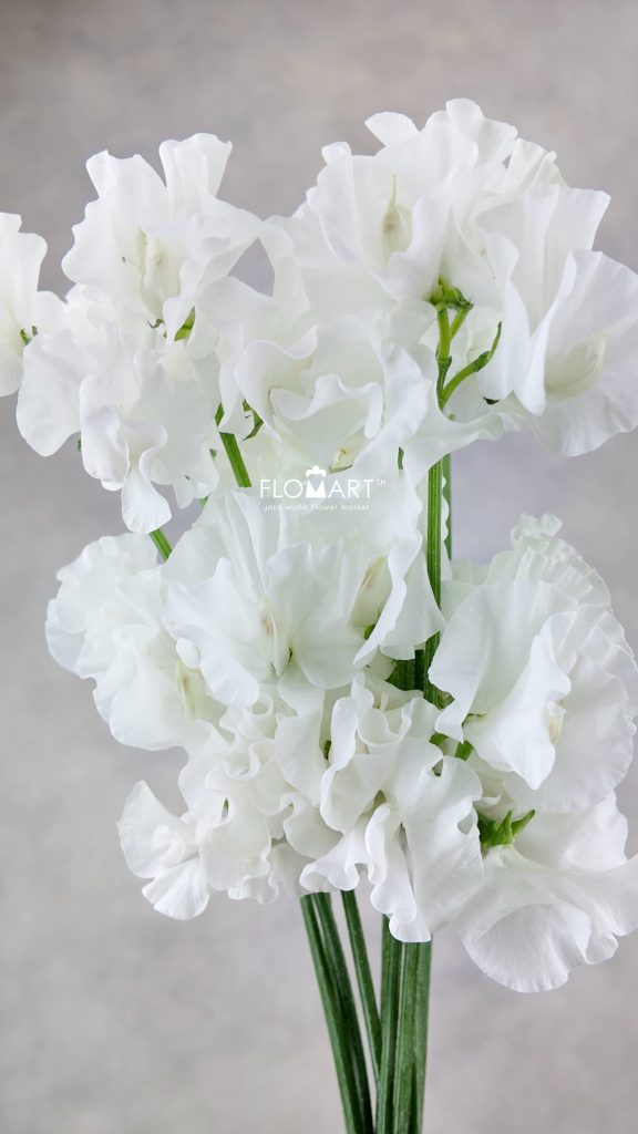 Lathyrus White Lady