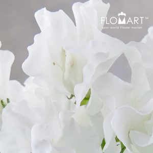 Lathyrus White Lady - Image 2