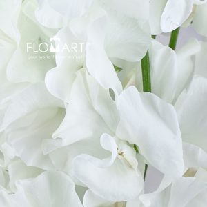 Lathyrus White - Image 2
