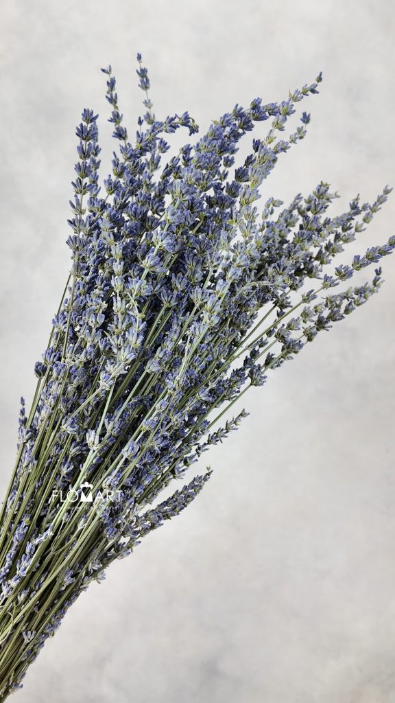 Lavender Blue