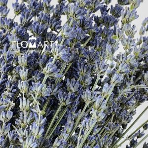 Lavender Blue - Image 2