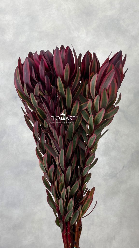 Leucadendron Jester