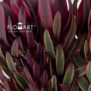 Leucadendron Jester - Image 2