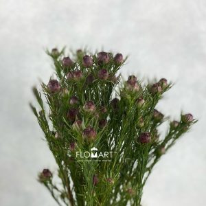 Leucadendron Jubilee Crown
