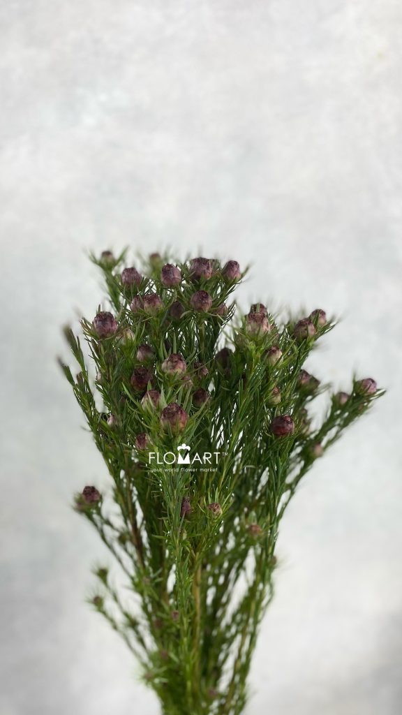Leucadendron Jubilee Crown