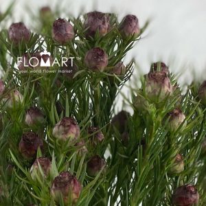 Leucadendron Jubilee Crown - Image 2